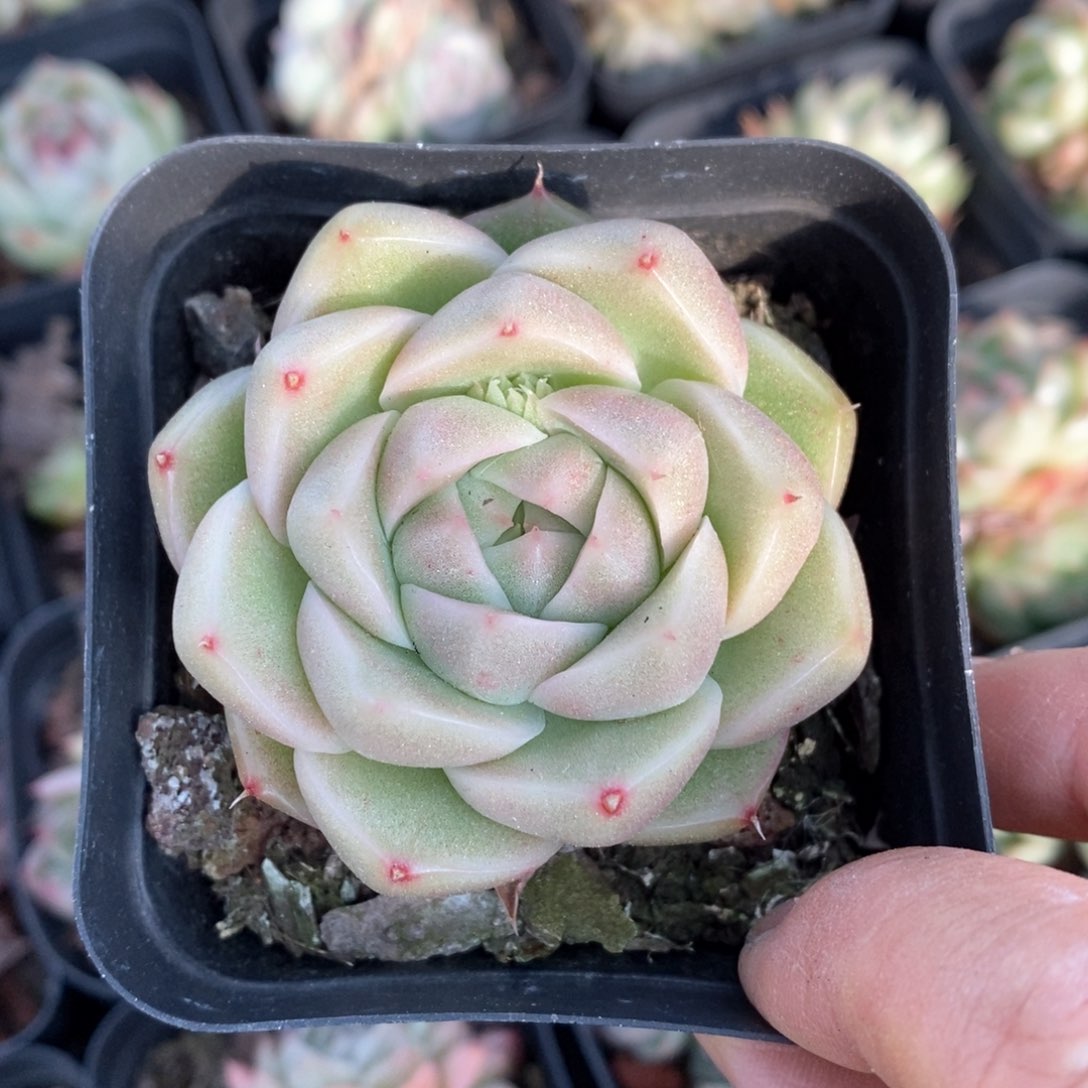 精品多肉一物一拍不包整14