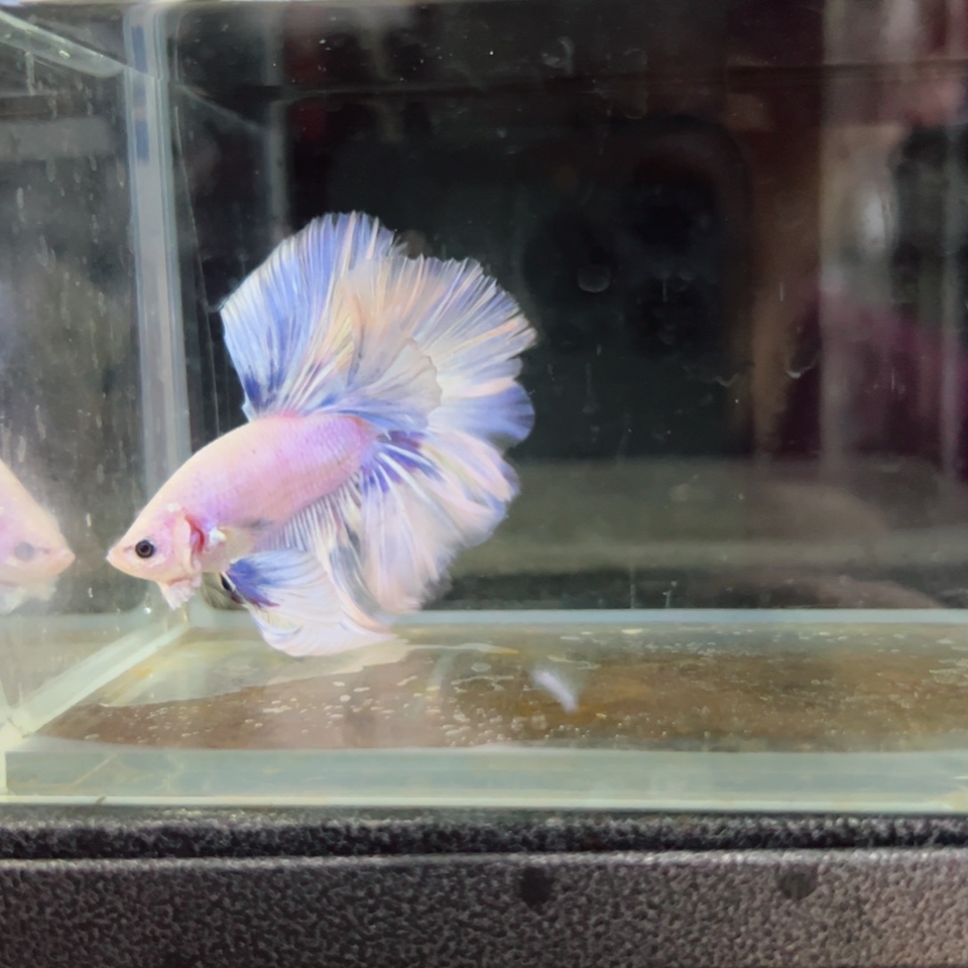 斗鱼浅色特殊尾hhhh