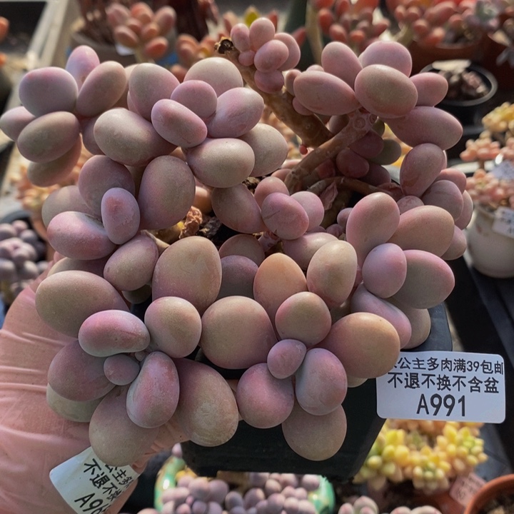 大桃蛋有砍12cm991多肉植物