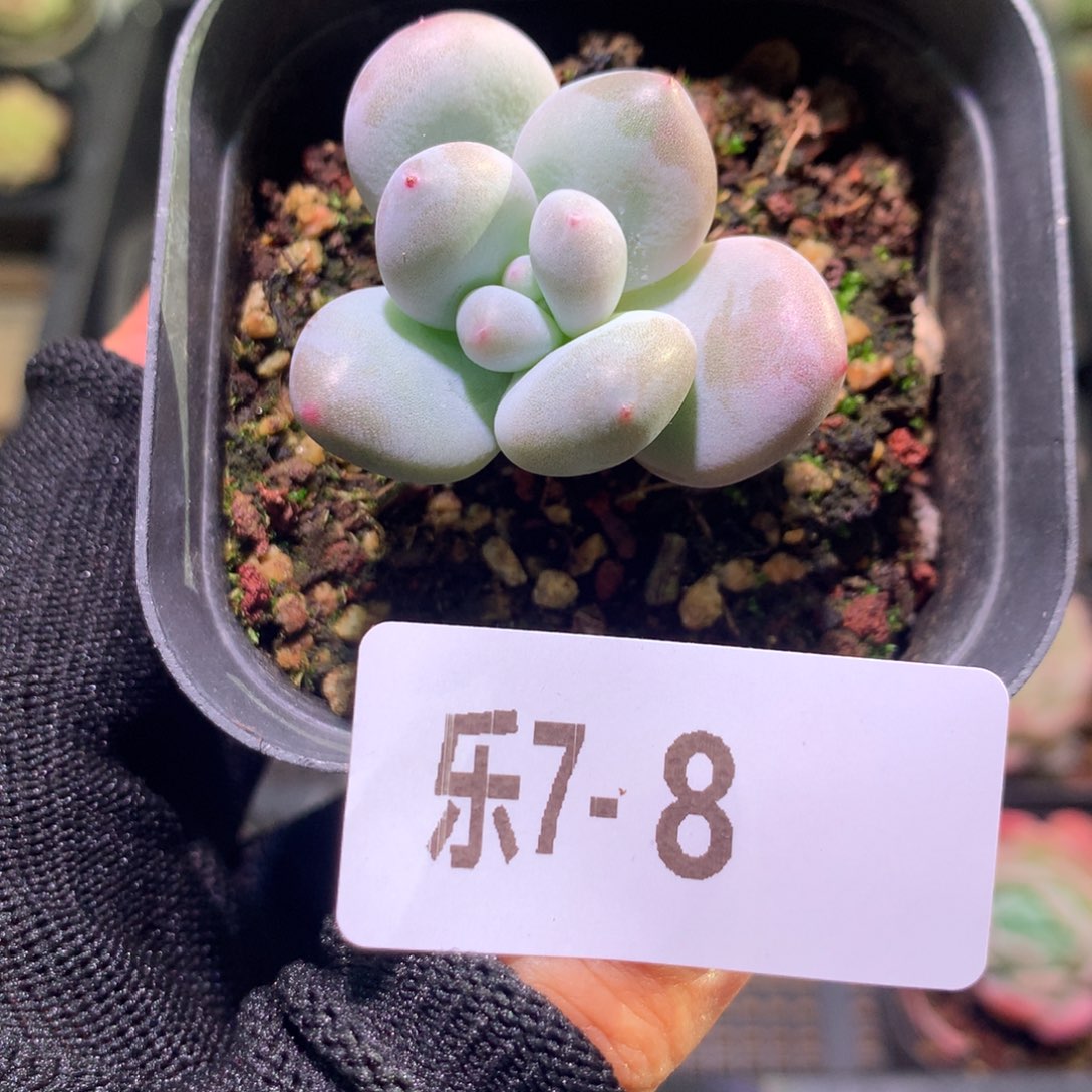 乐然 7-8 薄荷糖 