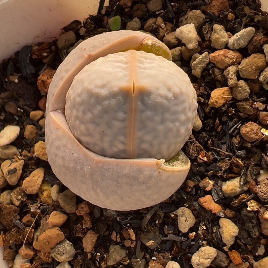 541多肉植物种类多样
