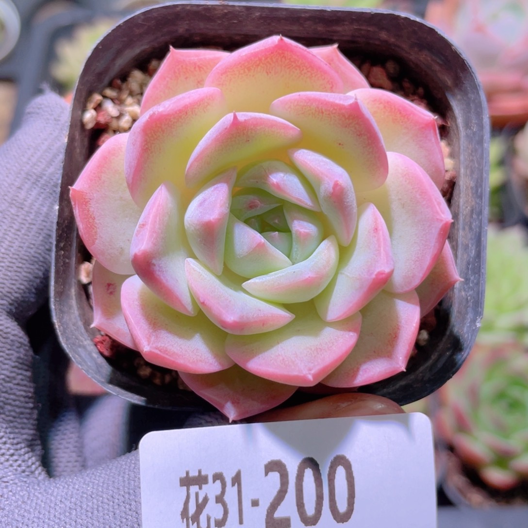 花利美31-200新品