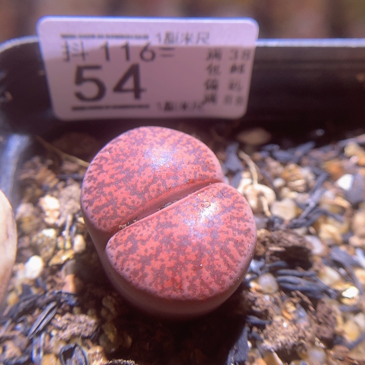 精品生石花116.54