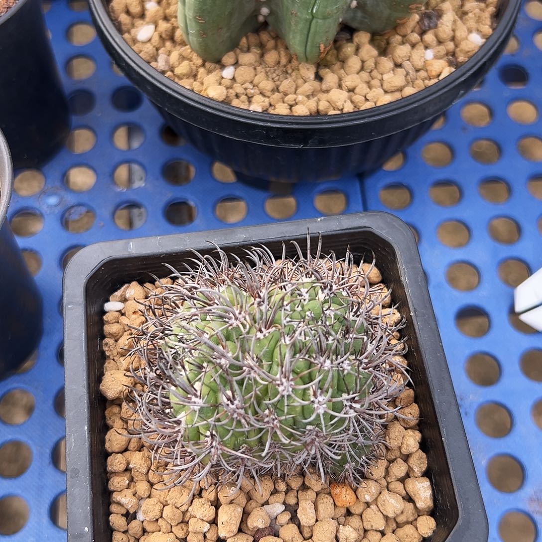 尾***强自根双头黑刺逆爆仙人球