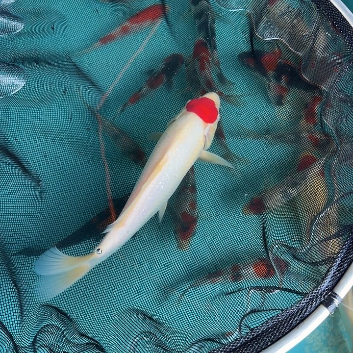 锦鲤哄你哈哈哈哈哈哈哈哈