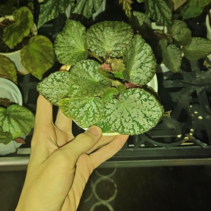 海东青秋海棠一物一拍