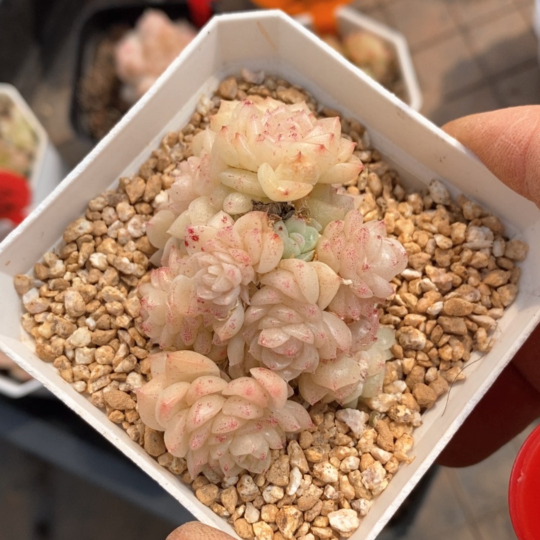 精品多肉一物一拍不包整33