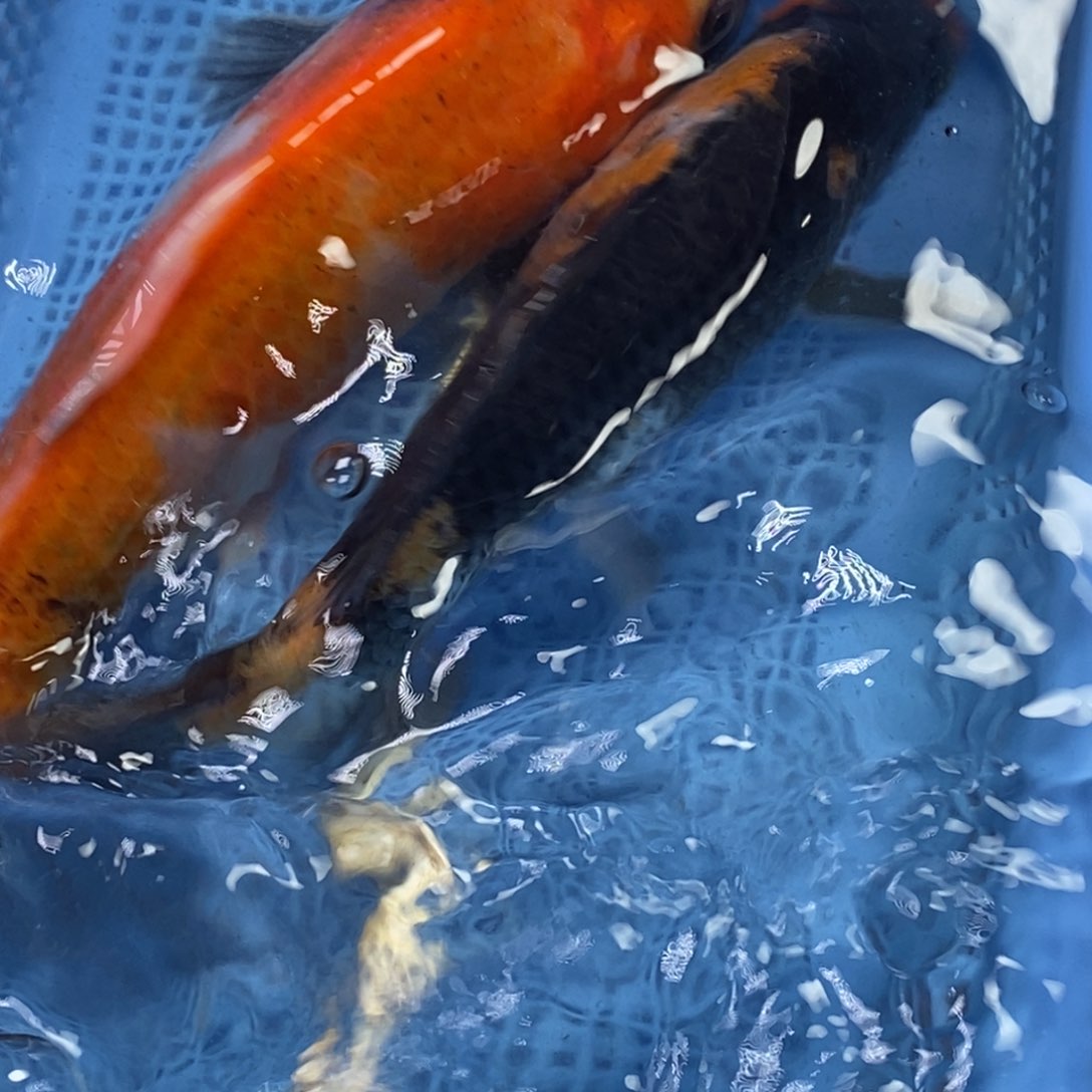 锦鲤冷水锦鲤包邮