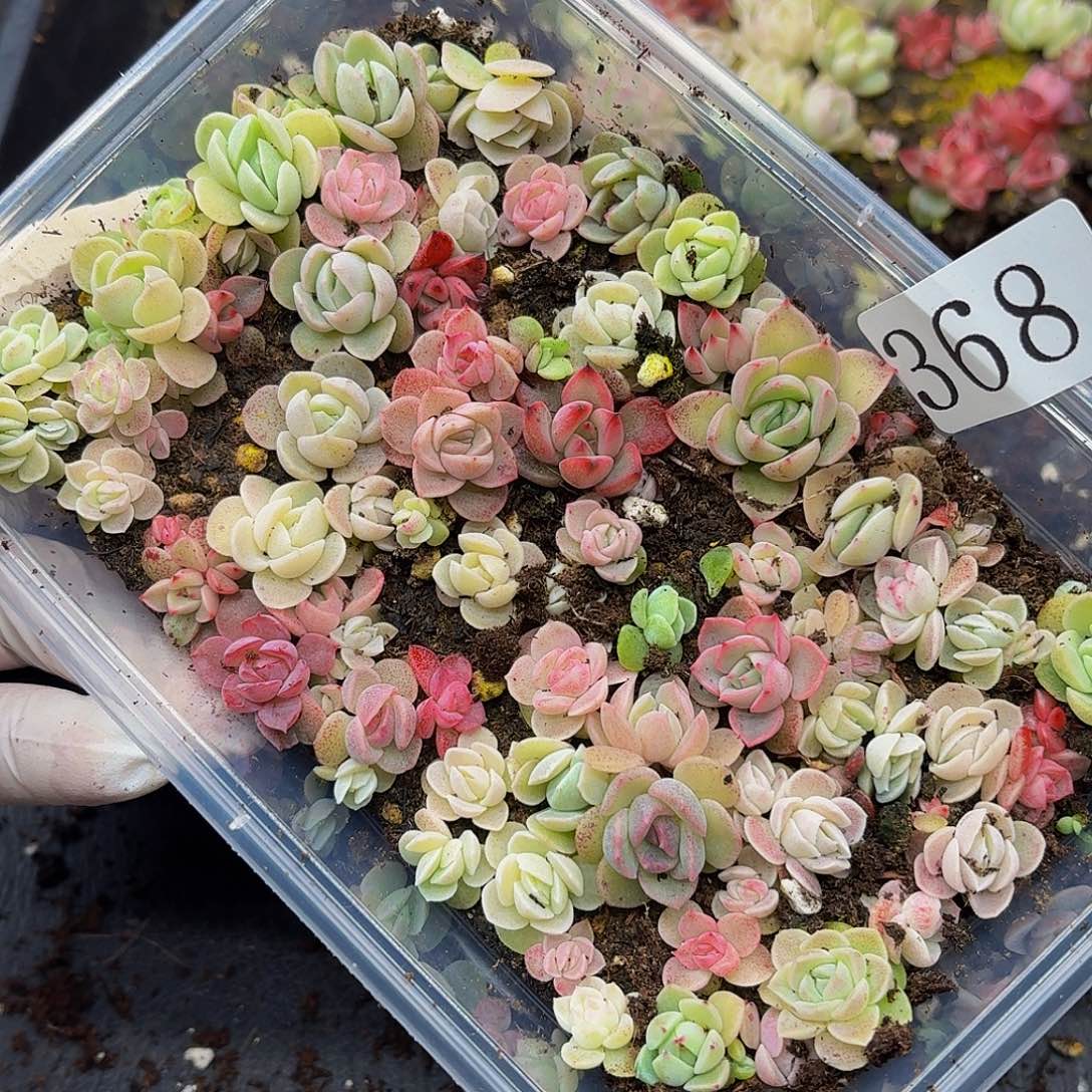 多肉植物多肉植物368
