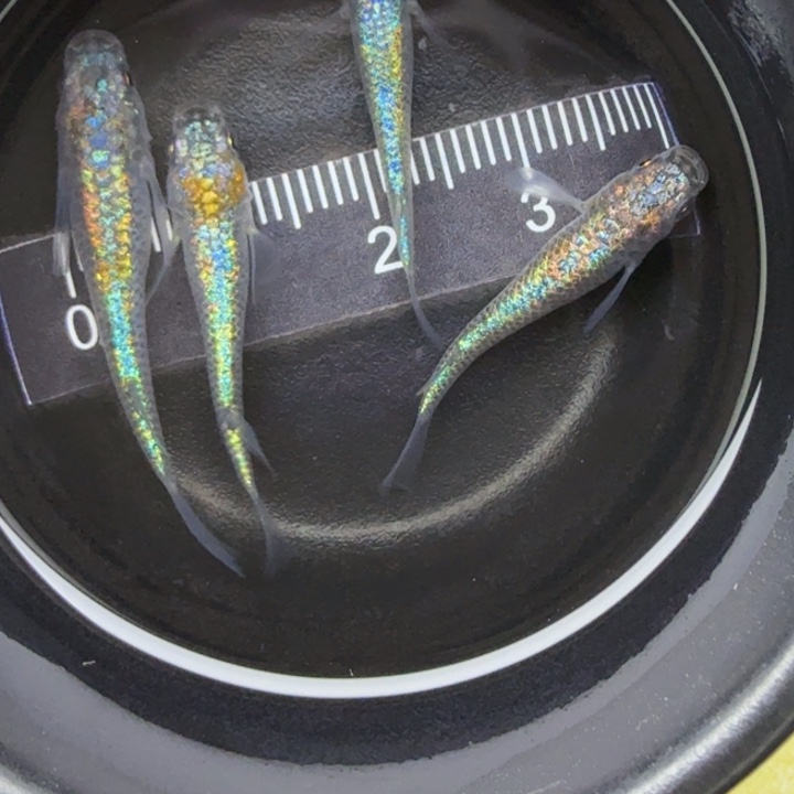 青鳉鱼海王星50号