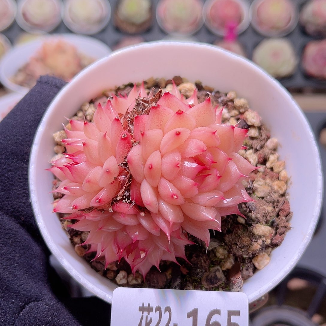 花利美22-165海王群