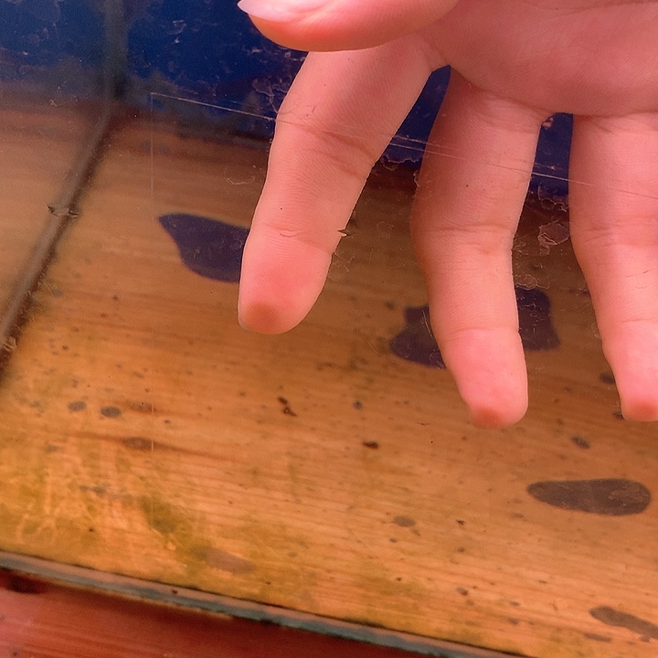 L***滨罗汉鱼三加一一瓶