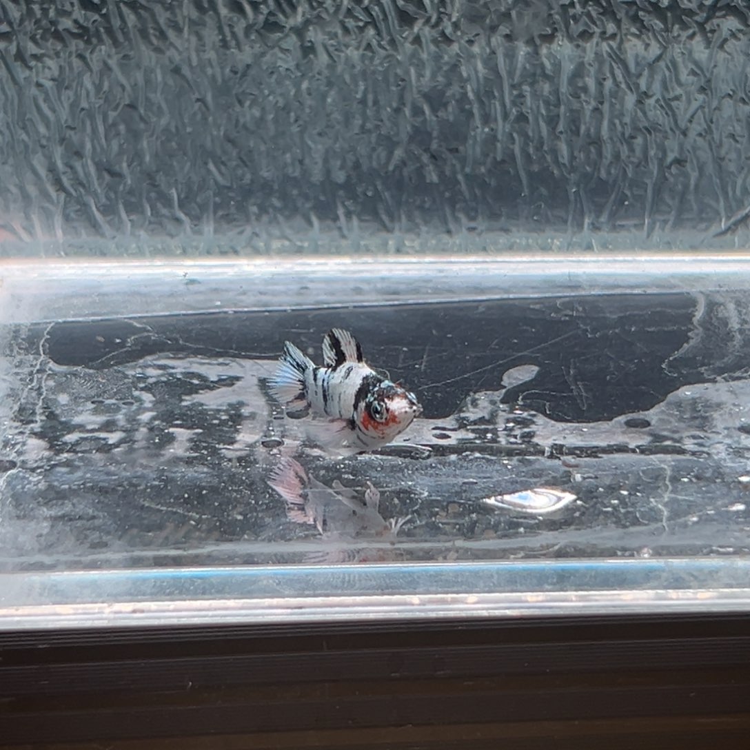 孔雀鱼玛丽鱼一条红头公