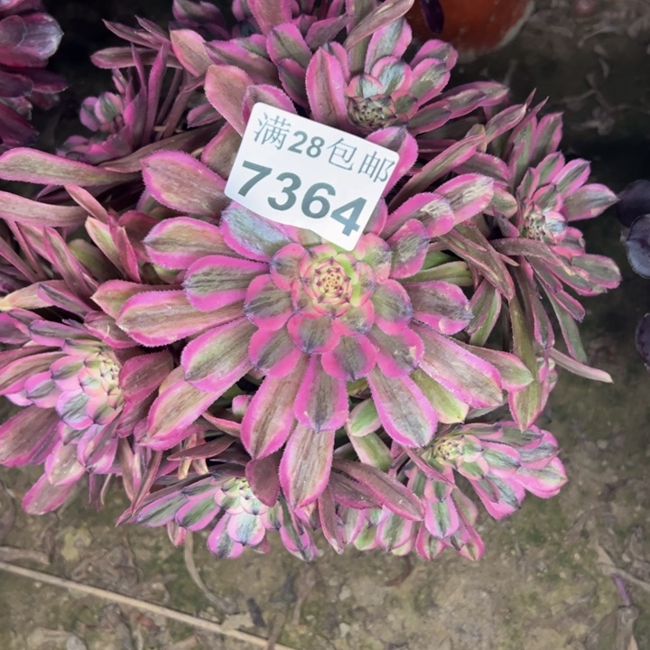 7364粉钻多肉植物