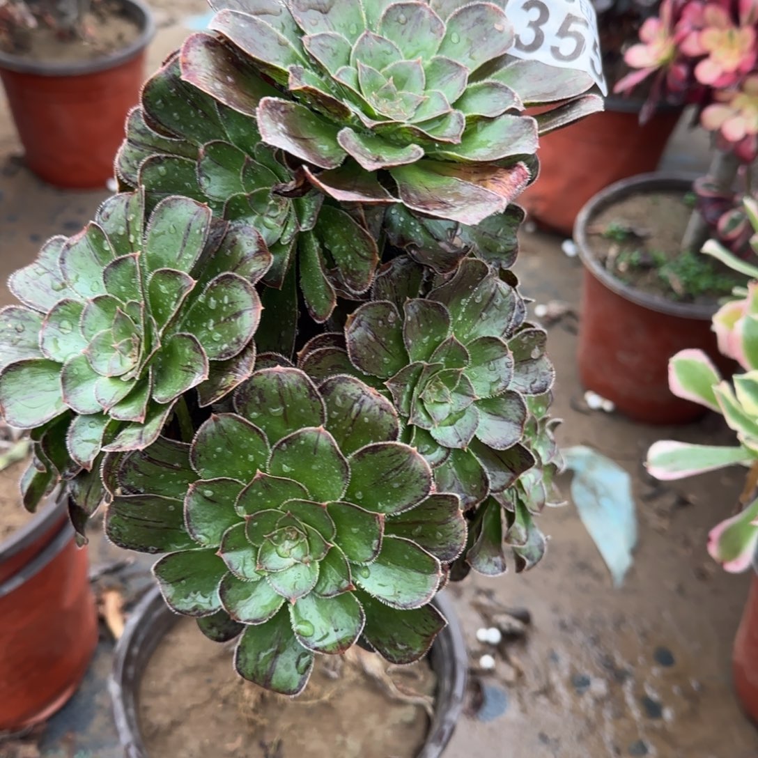 拉丝锦355满20包邮断枝不包