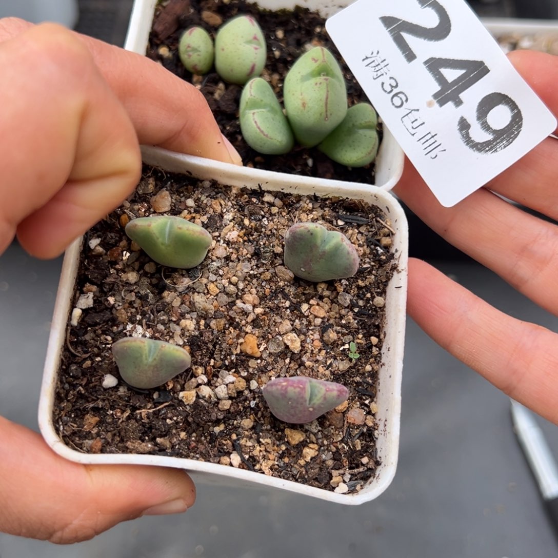 1.22好看的多肉249