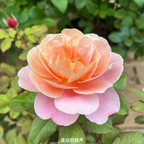 【遥远的鼓声.无花苞】复古橙粉色大花浓香丰花勤花扦插盆栽月季！