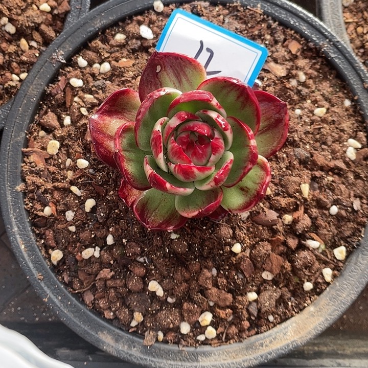 小***花12//////////////