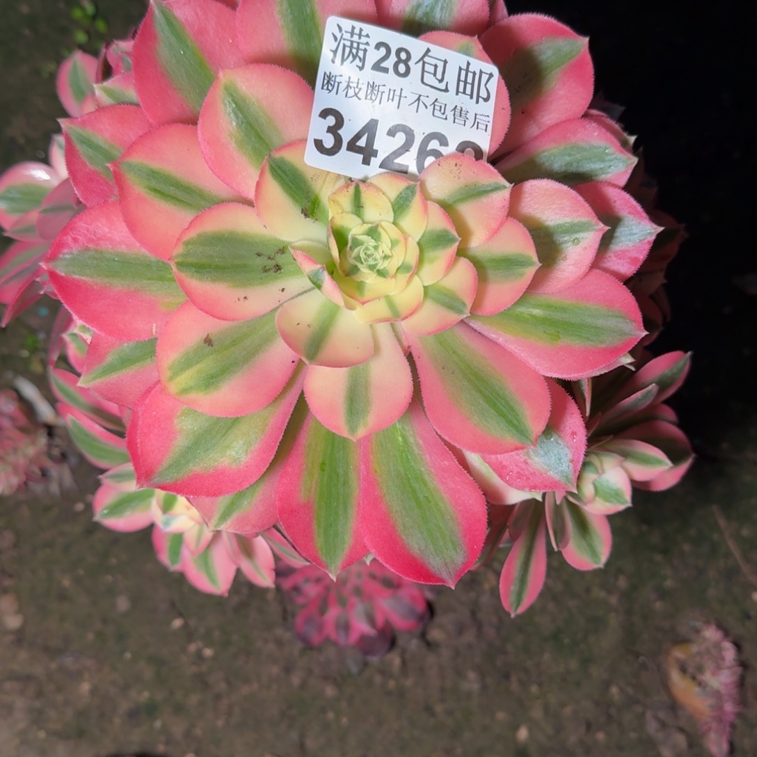 34262女巫多肉植物