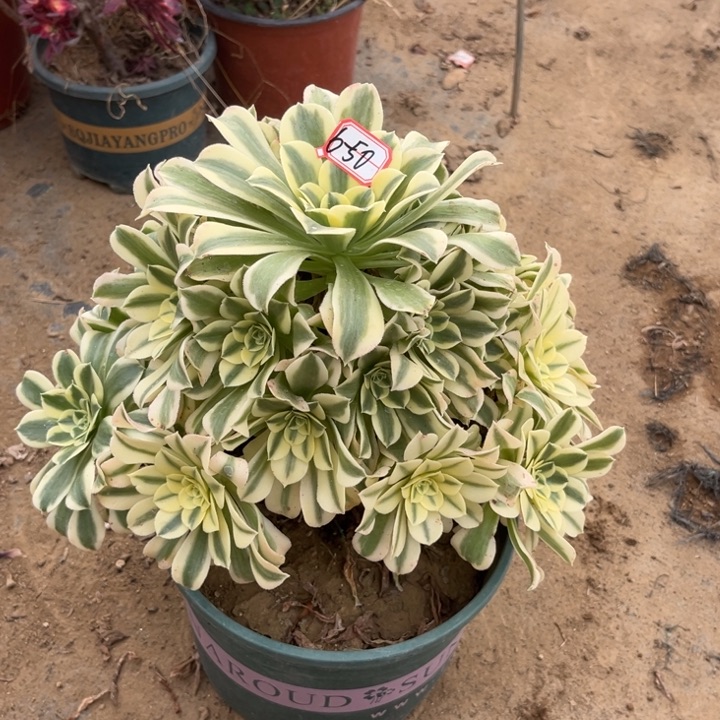 6-50绿豆沙有断肢处理不售后多肉