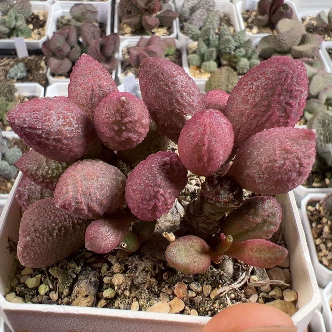 w纯木质桩138号多肉植物水泡