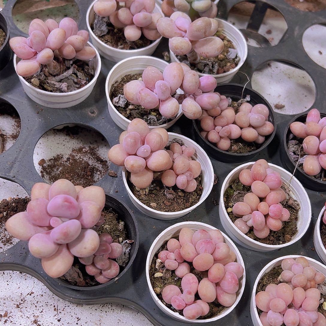 5厘米盆桃蛋超美一盆19