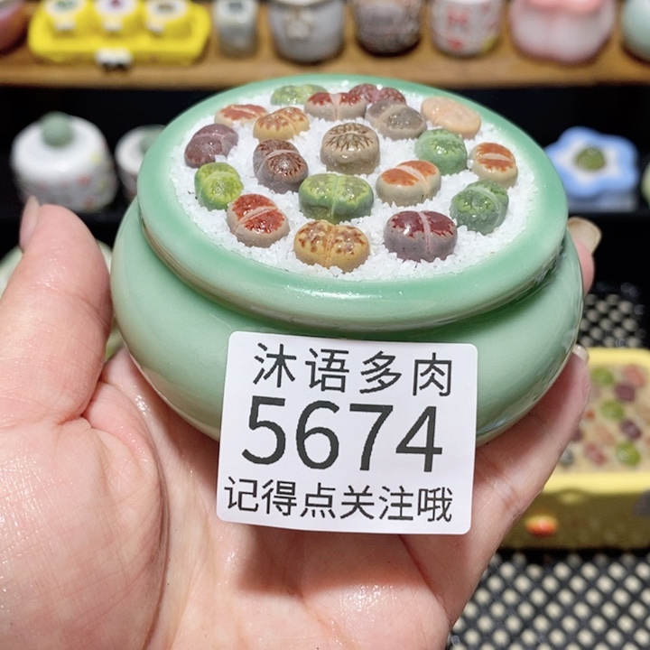 带盆土植物 一物一拍5674