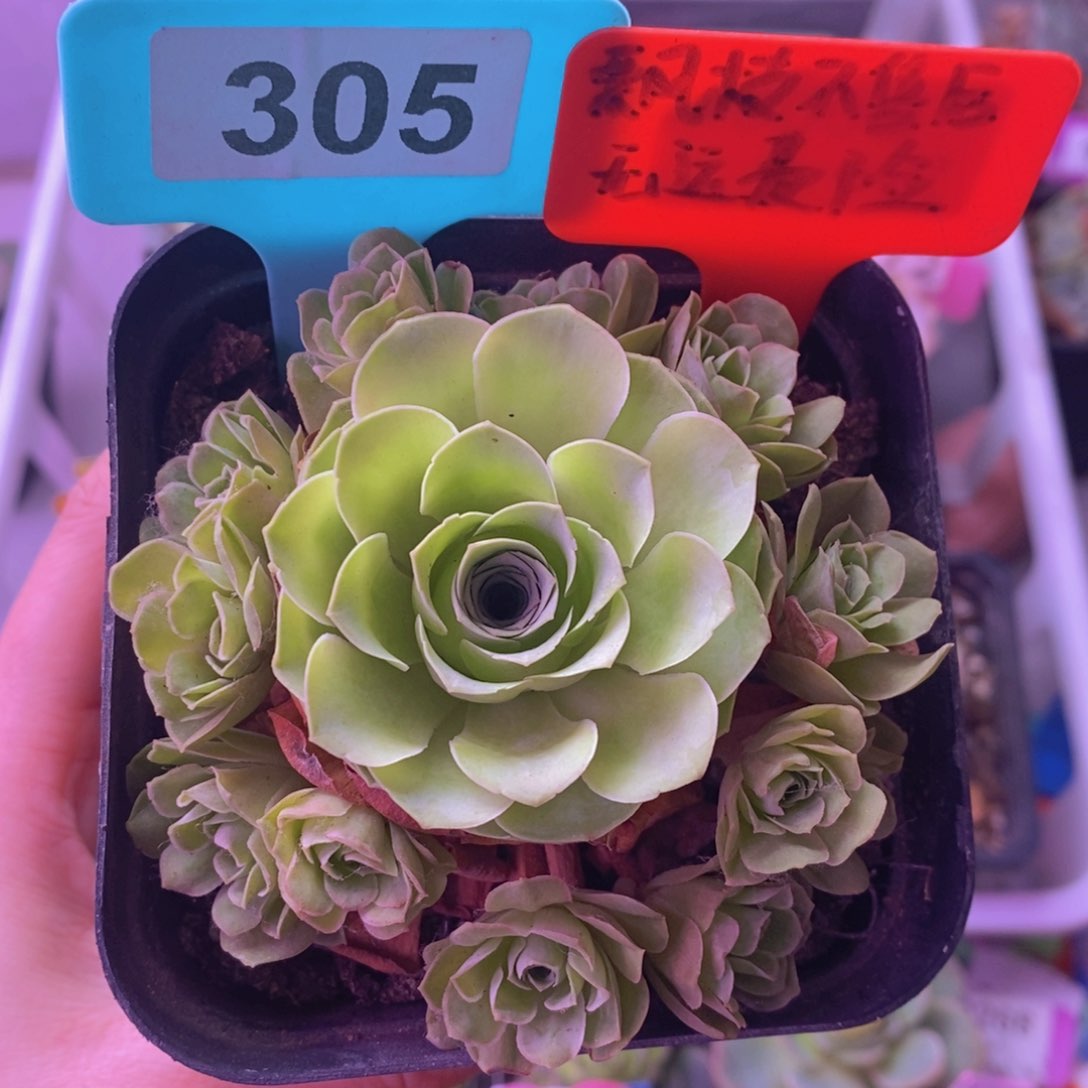 山地玫瑰群一物一拍305