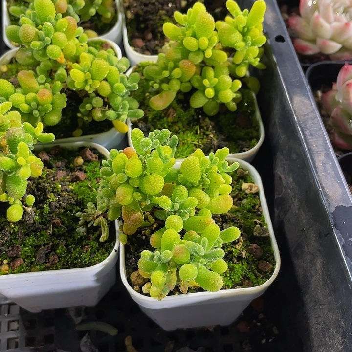 翡翠糖球带盆土发