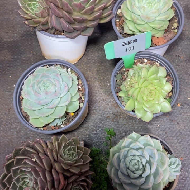 D101- 直播福利 六颗