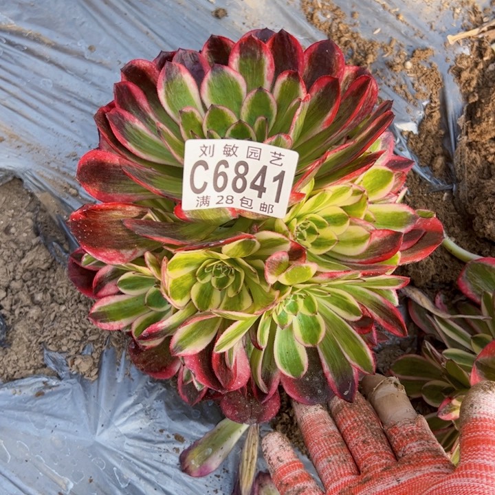 云河多肉植物法师6841