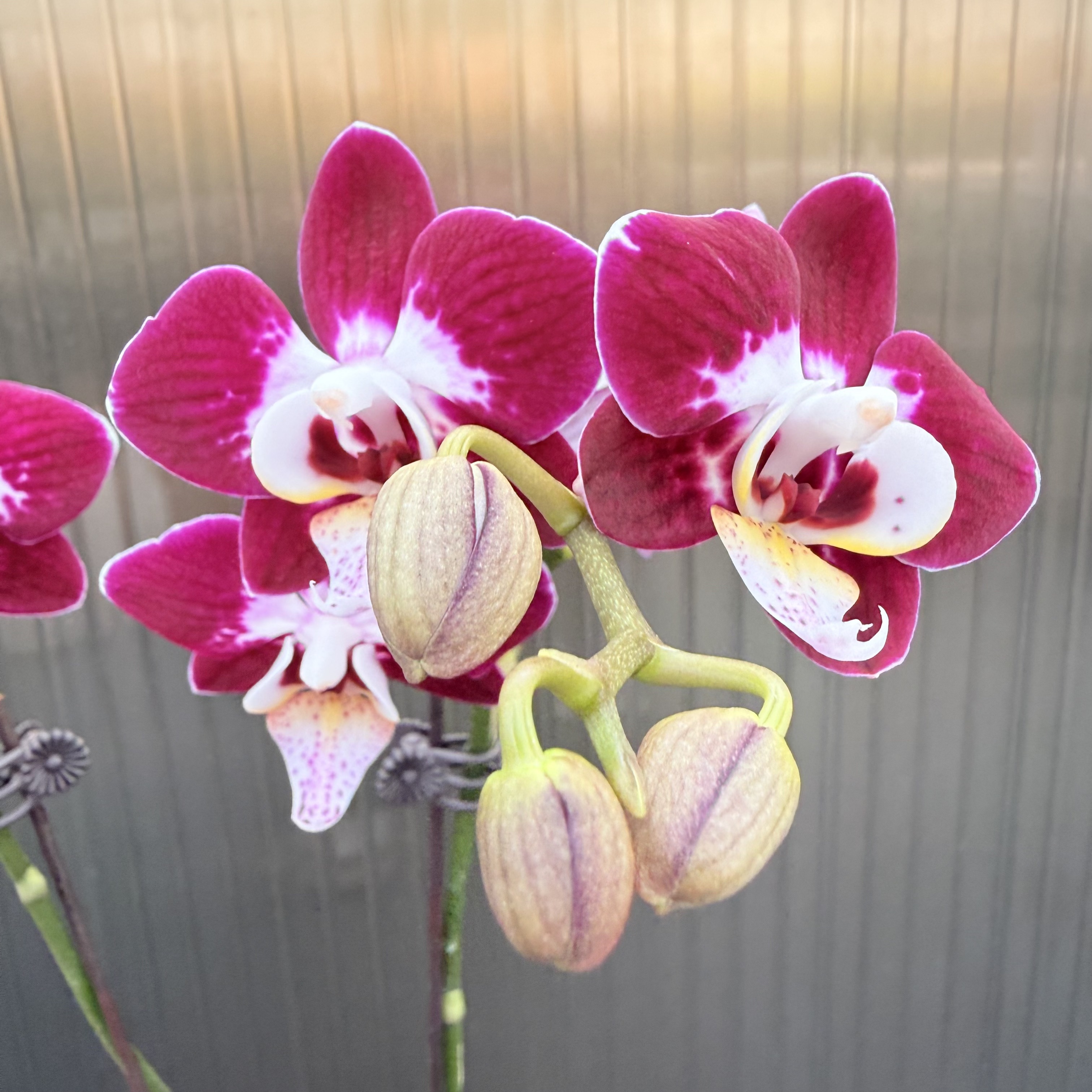 【银河星空】蝴蝶兰精品花卉 稀有品种 带花带花苞 双花剑