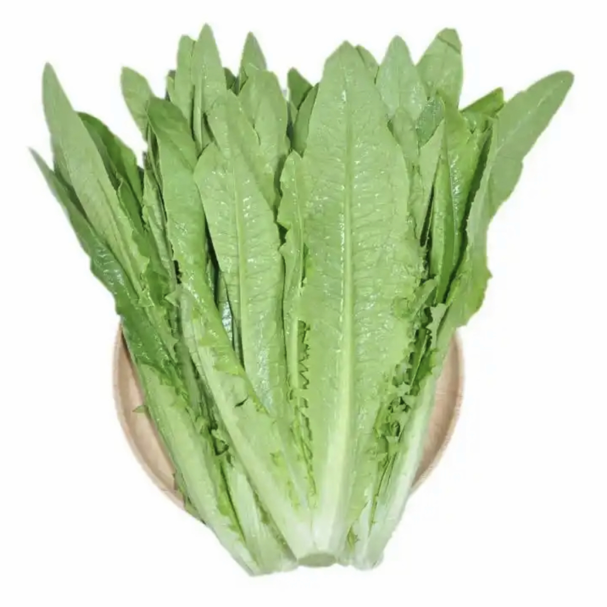 新鲜 油麦菜250g 云南时令绿叶菜火锅青菜沙拉甜脆爽口脆嫩丝滑油麦菜