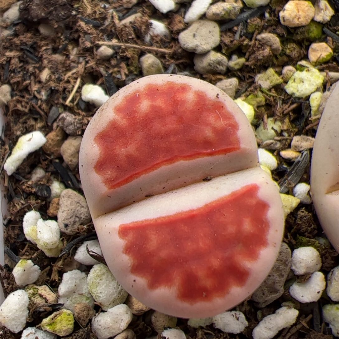 0251号特赤 多肉植物