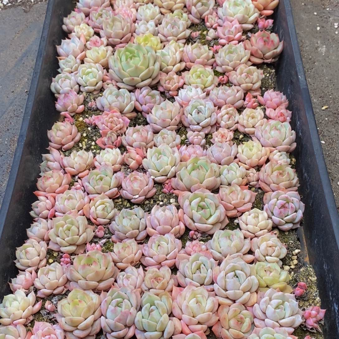 471多肉植物我都知道自己不