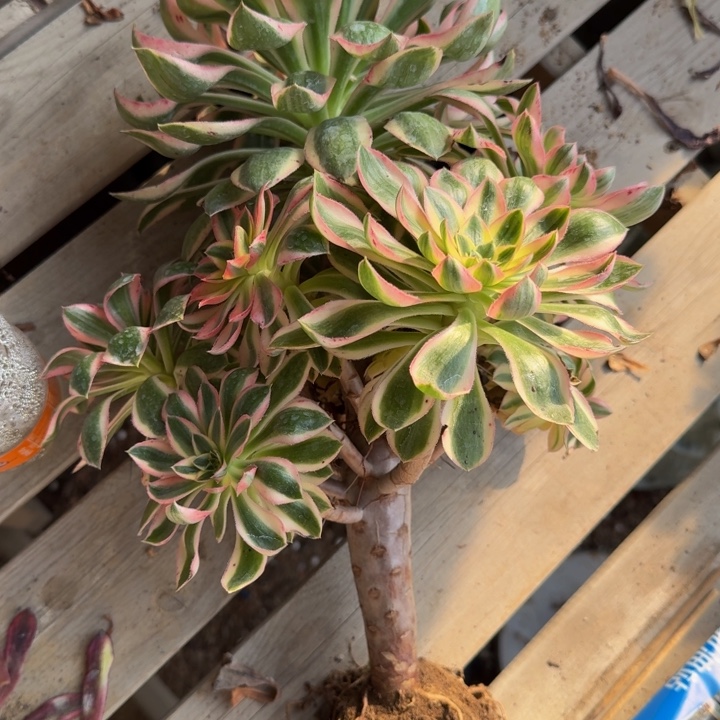 红陶太***了青莲799