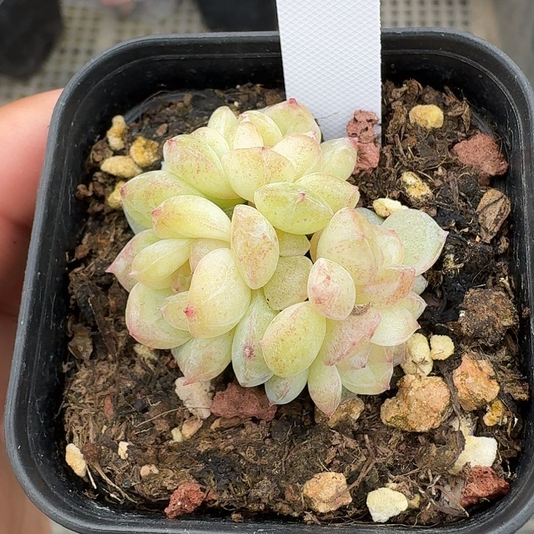 976号若梦4头多肉8888