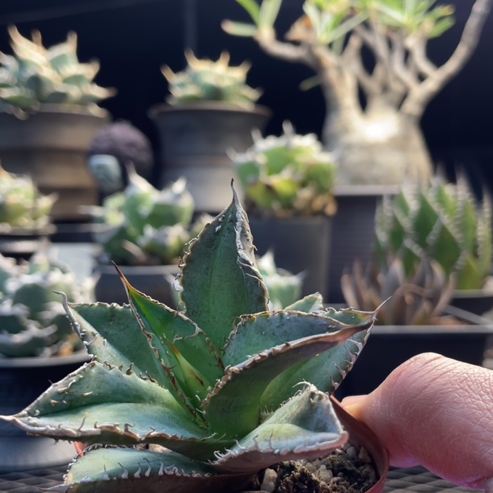 【闪购商品】豆豆龙