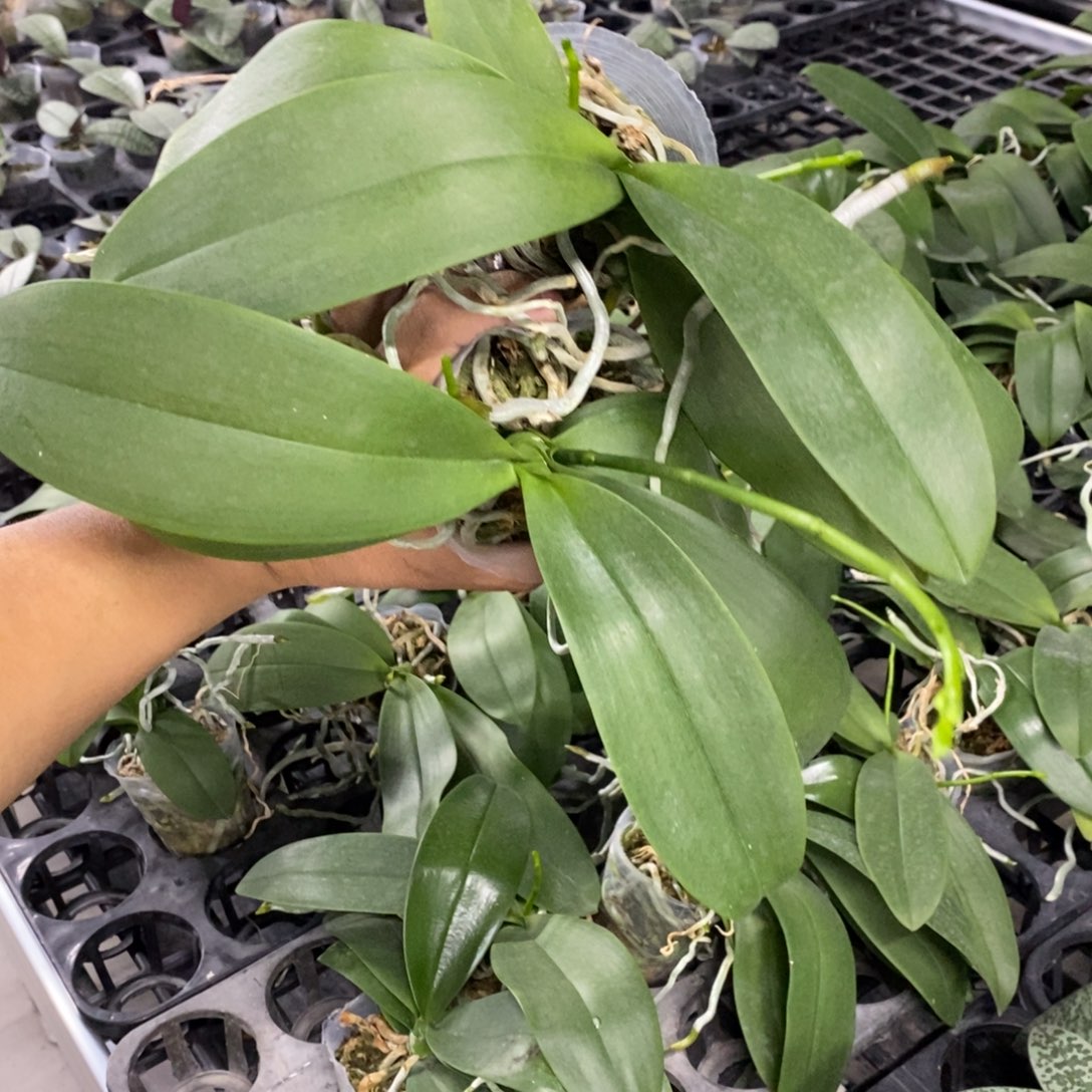 当前无花栽培后可以开花2.8寸爆根7317苗发2棵顺丰发货