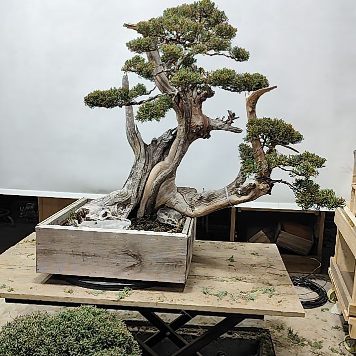 幸***星无花朵老盆附木八房系鱼川