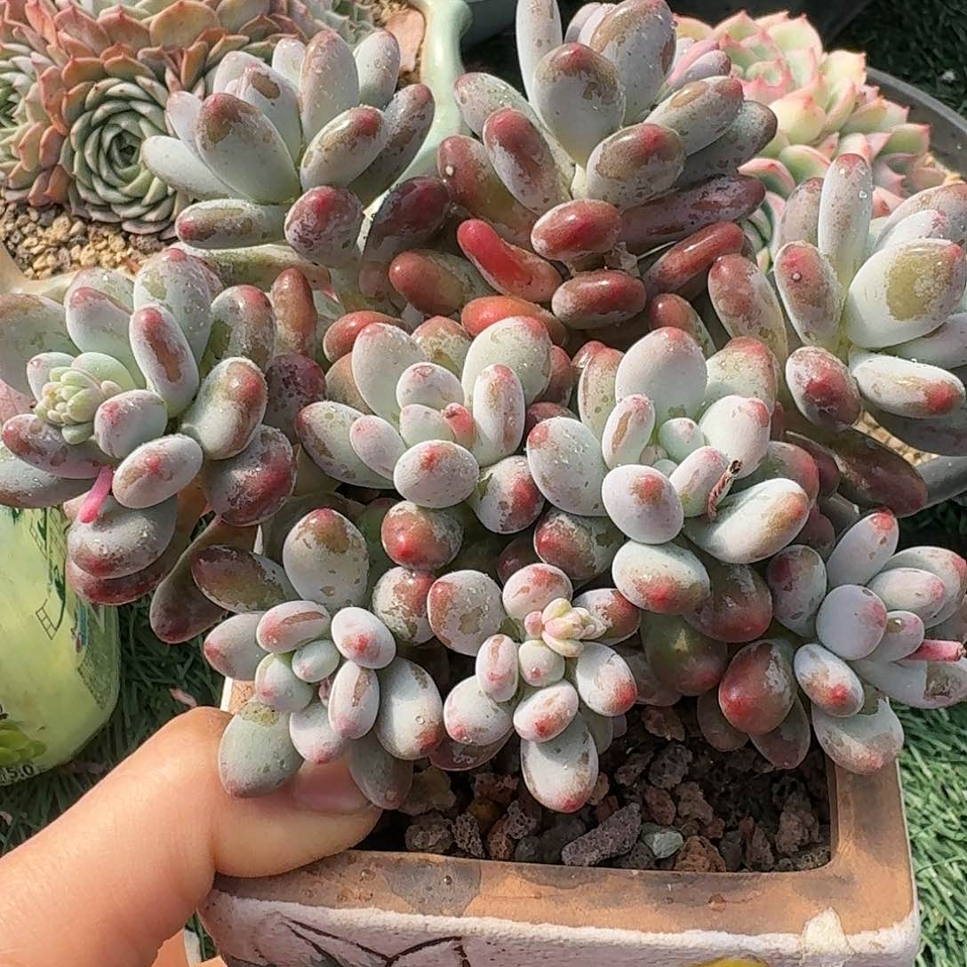 1615一物一拍（满28包邮）