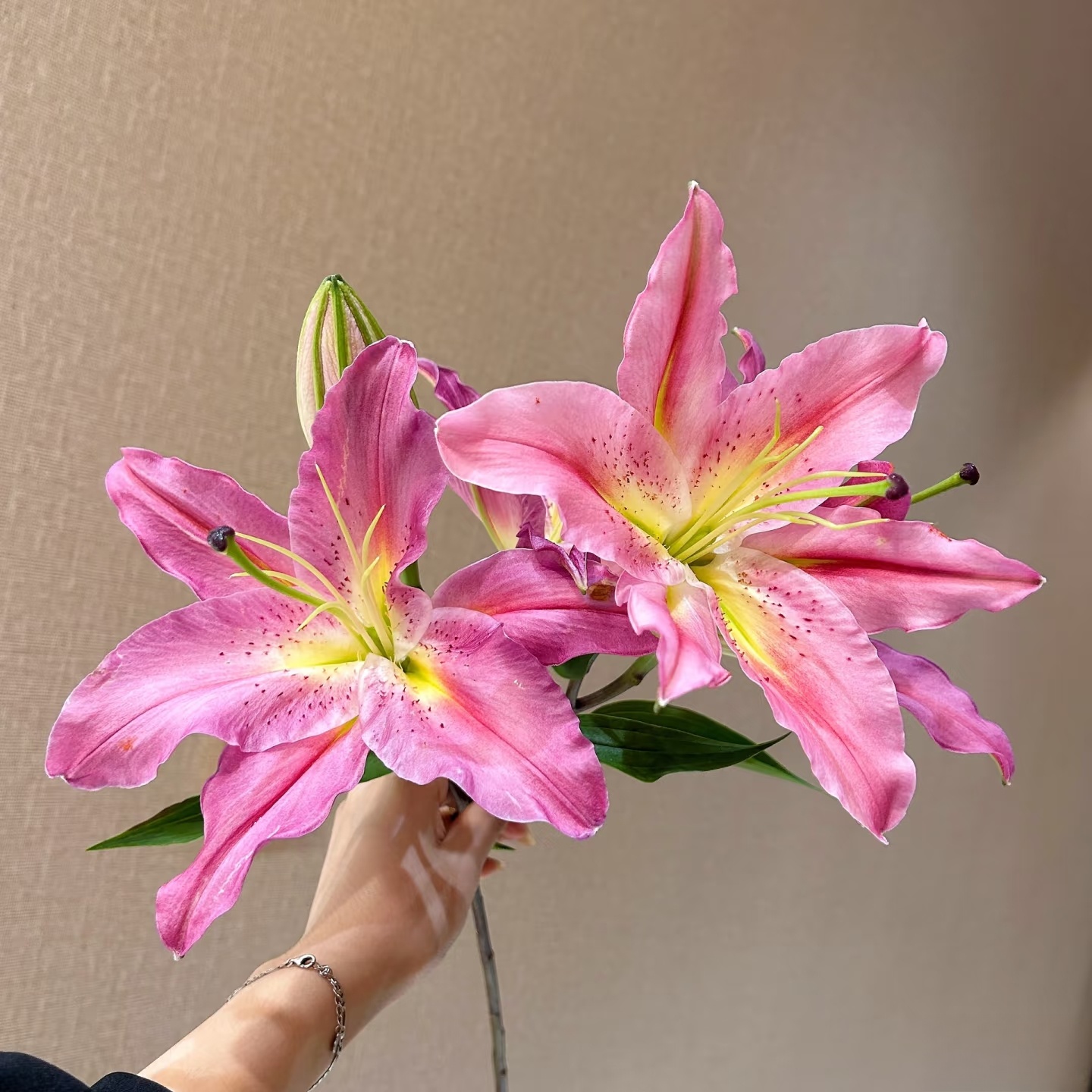 云蕊【紫色紫薇百合】云南百合鲜切花稀缺品