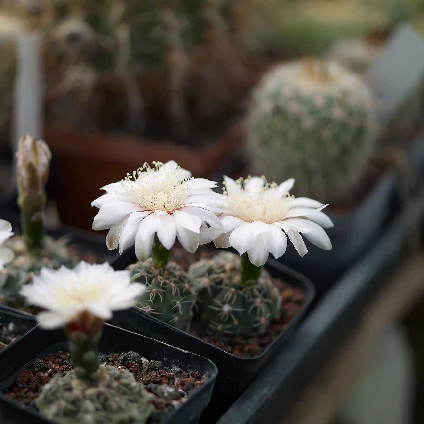 Gymnocalycium amerhauseri STO229 仙人球
