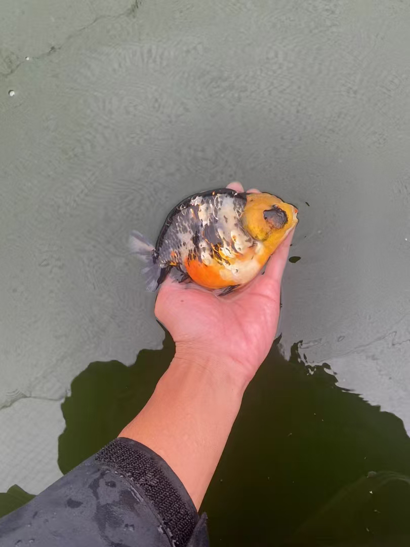 精品兰寿百褶金鱼观赏鱼