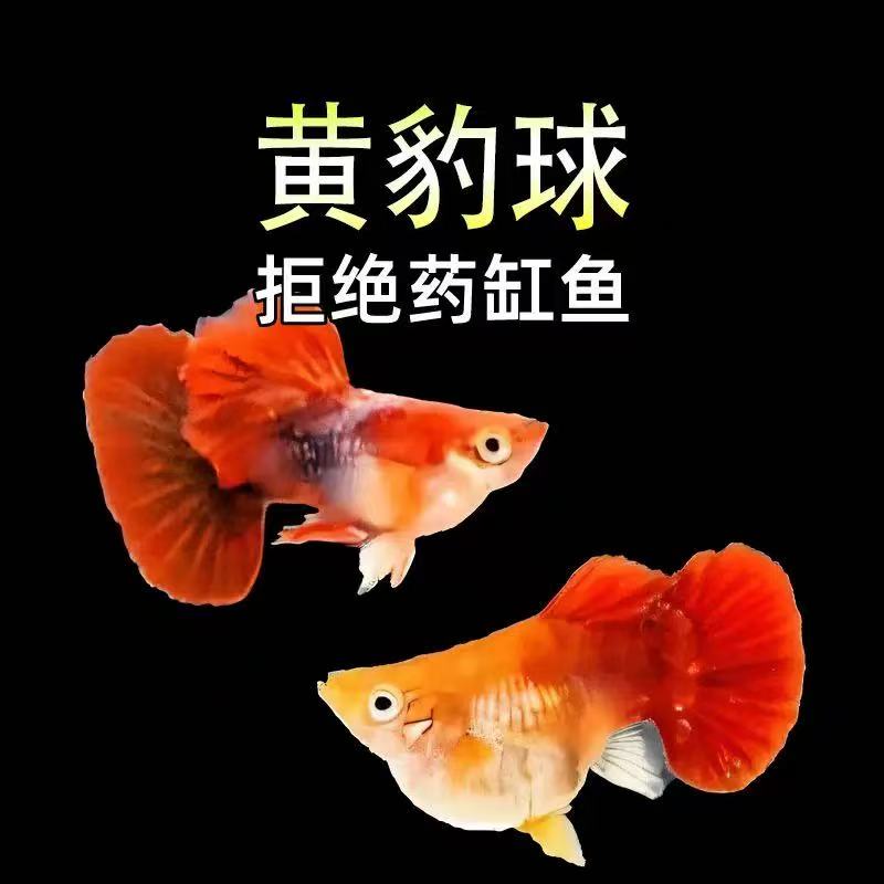 黄暴球种鱼水族孔雀鱼热带鱼观赏鱼高端淡水鱼小型鱼