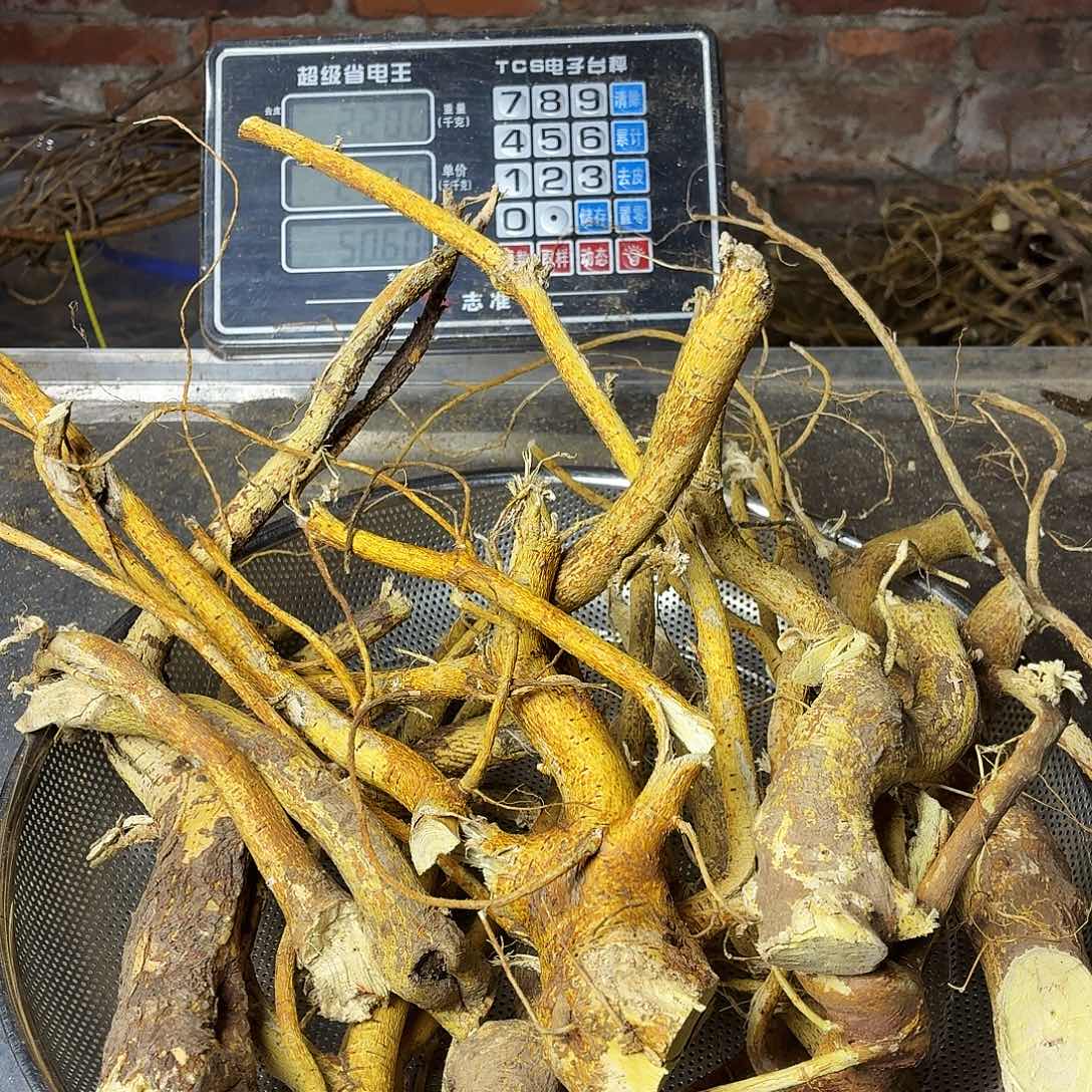 Z***g中国大陆广西野生五指毛桃鲜货