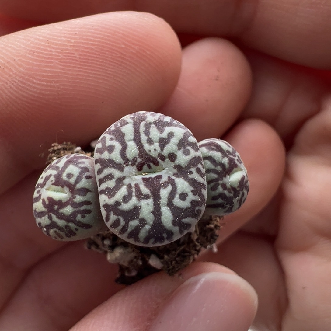 430。柏实花园多肉植物 超墨