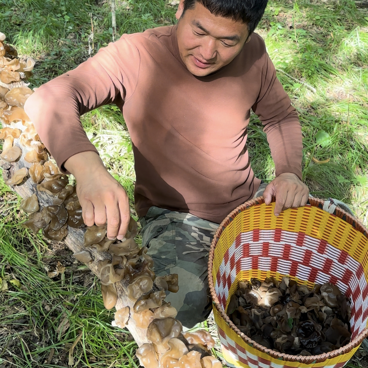 完达山深山山木耳