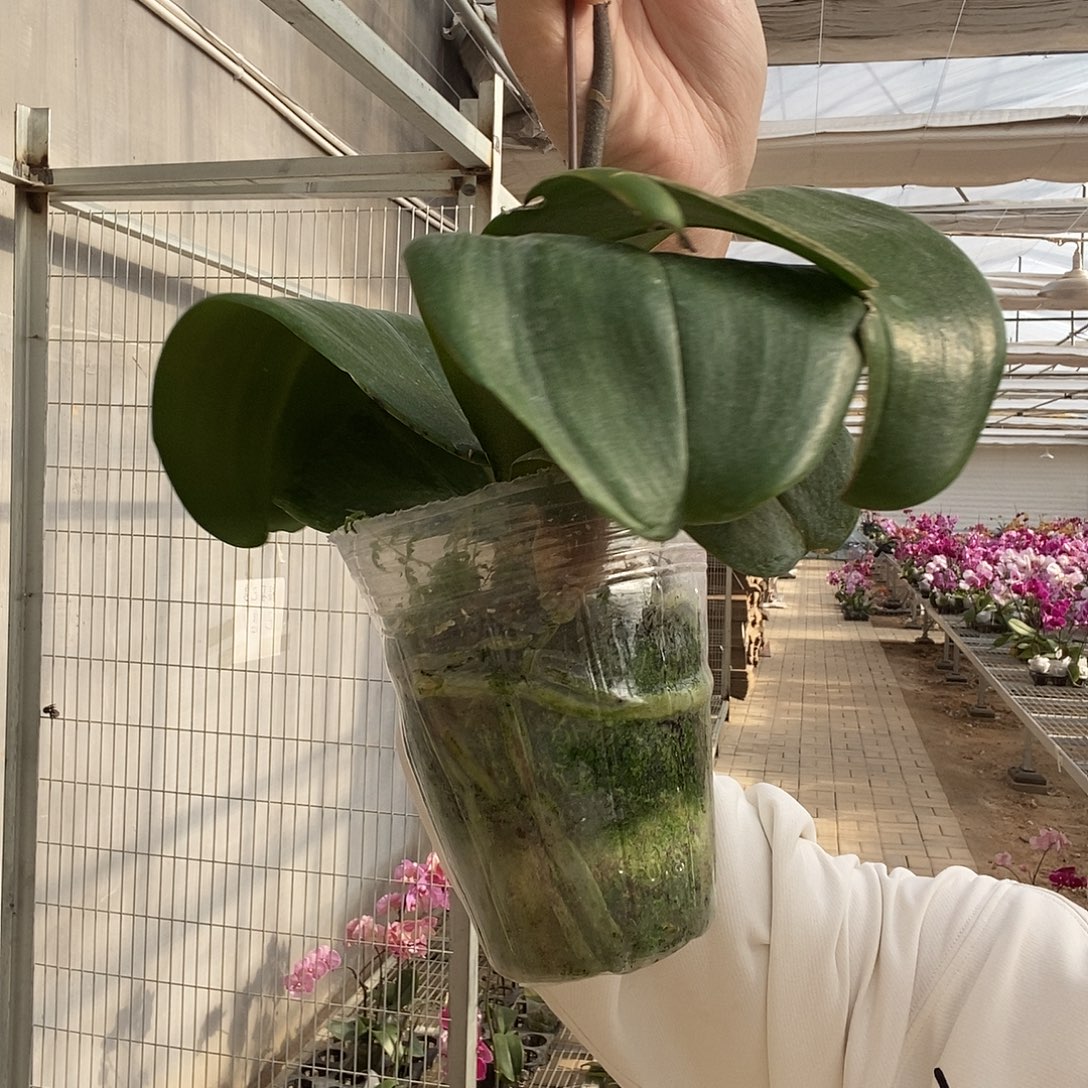 减***）完全开放黑杰克 游戏福利