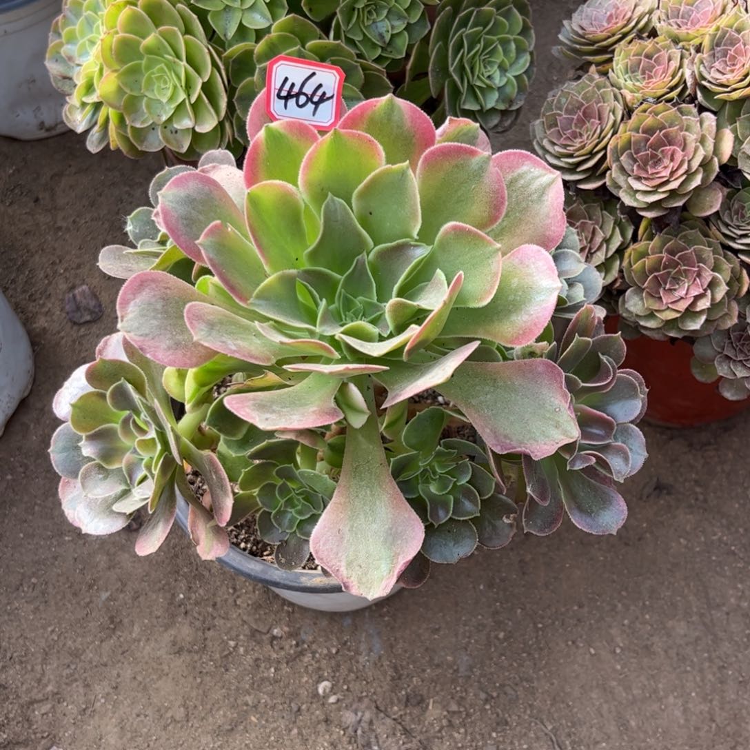 464多肉植物香妃法师